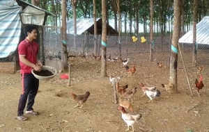 Bá Minh Cầu đang chăm sóc đàn gà trong trang trại - Ảnh: NHẬT HUY