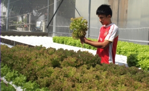 Anh Nguyễn Nhị Dạn đang kiểm tra chất lượng rau được sản xuất bằng phương pháp thủy canh hồi lưu.