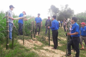 Lực lượng đoàn viên, thanh niên tham gia trồng tre chống xói mòn.