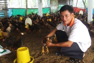Võ Trí Tâm đang chăm sóc đàn gà tại trang trại của mình.