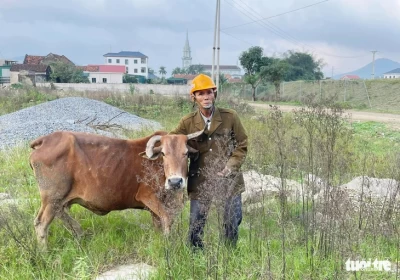 Ông Sơn nhận lại bò của gia đình nhờ đặc điểm ở chiếc sừng - Ảnh: TÂM PHẠM