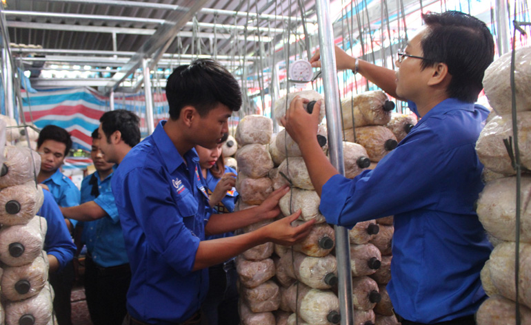 Hội viên, thanh niên Hội LHTN TP Tuy Hòa tham quan mô hình trồng nấm của thanh niên.