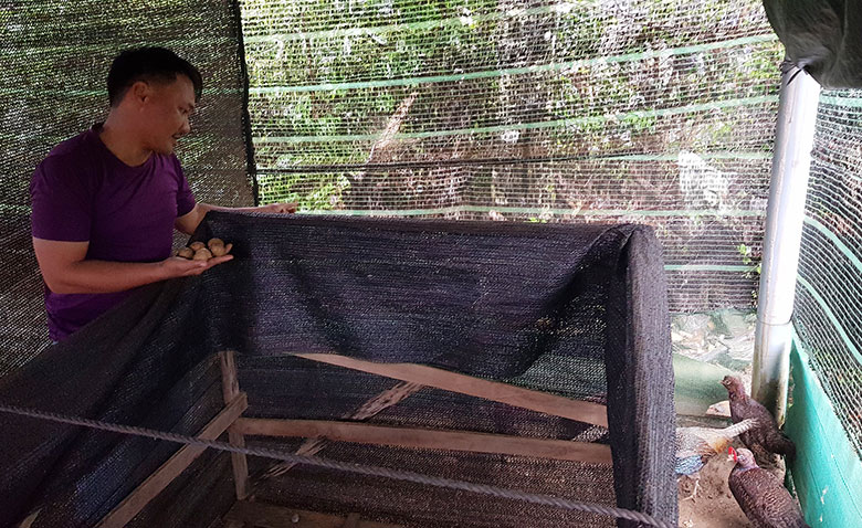 Anh Nguyễn Văn An chăm sóc, thu hoạch trứng chim trĩ. Ảnh: NAM KHÁNH