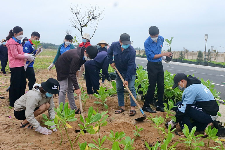 Đoàn viên thanh niên trồng cây phong ba dọc bãi biển phường Phú Thạnh.