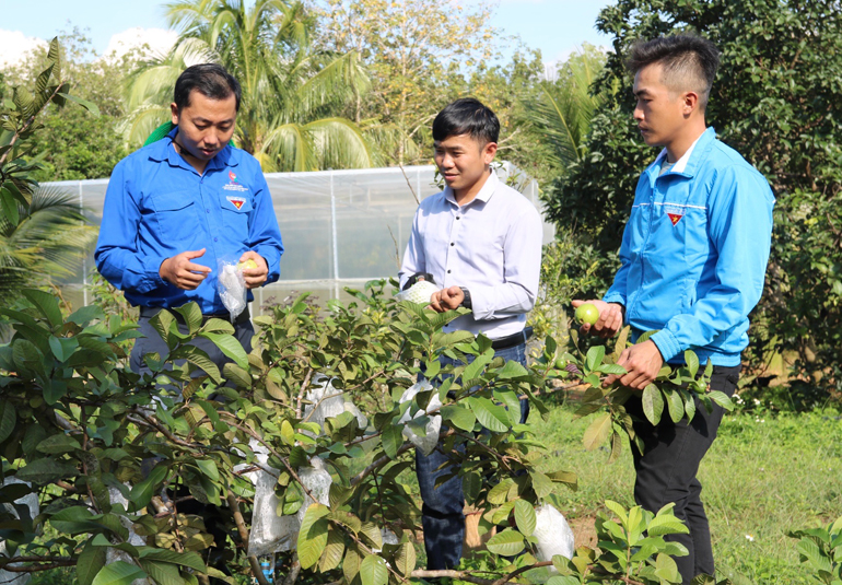 Đoàn viên thanh niên huyện Sông Hinh tham quan mô hình vườn cây ăn trái được trồng theo phương pháp hữu cơ của thanh niên xã Ea Bar. Ảnh: HÀ MY