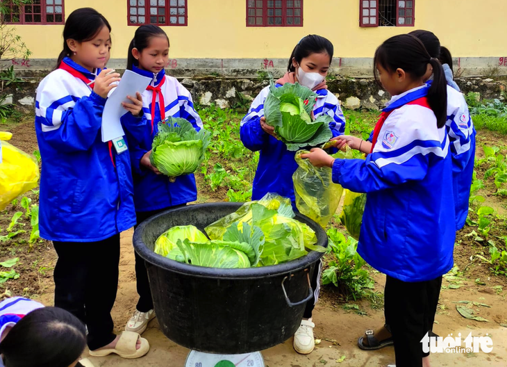 Học sinh Trường phổ thông dân tộc bán trú THCS Hội Nga, huyện miền núi Quỳ Châu, Nghệ An cân rau đem bán gây quỹ - Ảnh: HƯNG LÊ